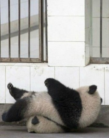 Хятадын амьтны хүрээлэнгийн 2 панда оргох гэж байгаад бүтэлгүйтжээ