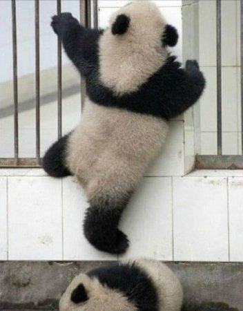 Хятадын амьтны хүрээлэнгийн 2 панда оргох гэж байгаад бүтэлгүйтжээ