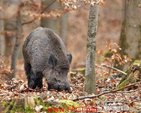 Германчууд Чернобылийн хортой мах иддэг байж