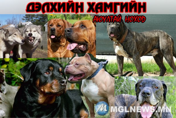 Нохой маллахад 13 сая рубль зарцуулжээ