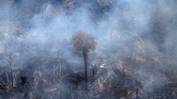 Бразилд ойн санг хамгаалах Амазоны зөвлөлийг байгуулжээ